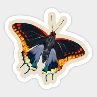 Charaxes jasius Sticker